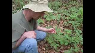 Growing ginseng in the woods