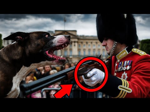 Royal Guard or Pitbull: Which is better for protection?