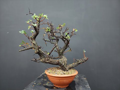 Bonsai crataegus .3, Stage#1, Day#1. Tutorial How to make bonsai.