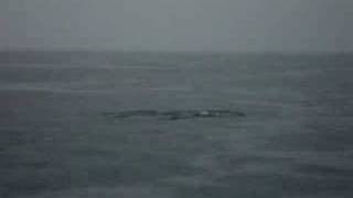 preview picture of video 'dolphin sighting in Panama'