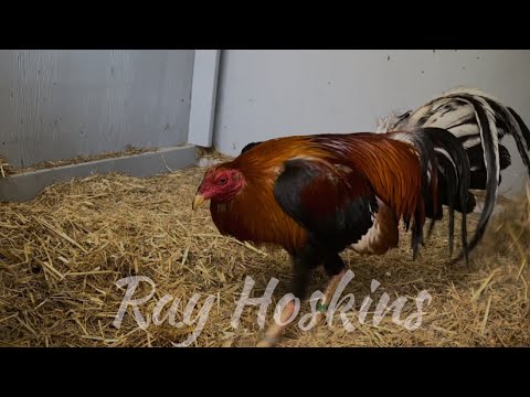 RAY HOSKINS YELLOW LEG HATCH