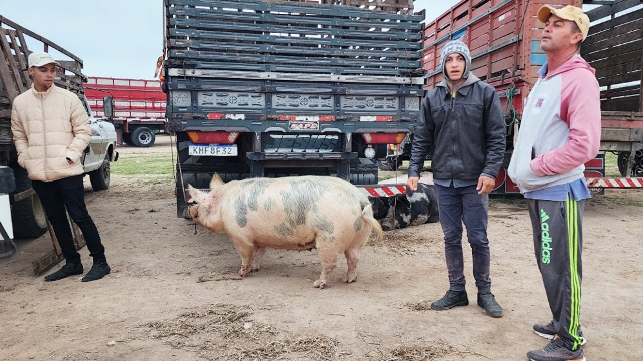 SUÍNOS DE LUXO EM CAPOEIRAS-PE, ALÉM DE CAPRINOS E OVINOS 23-08-2024 #nordeste