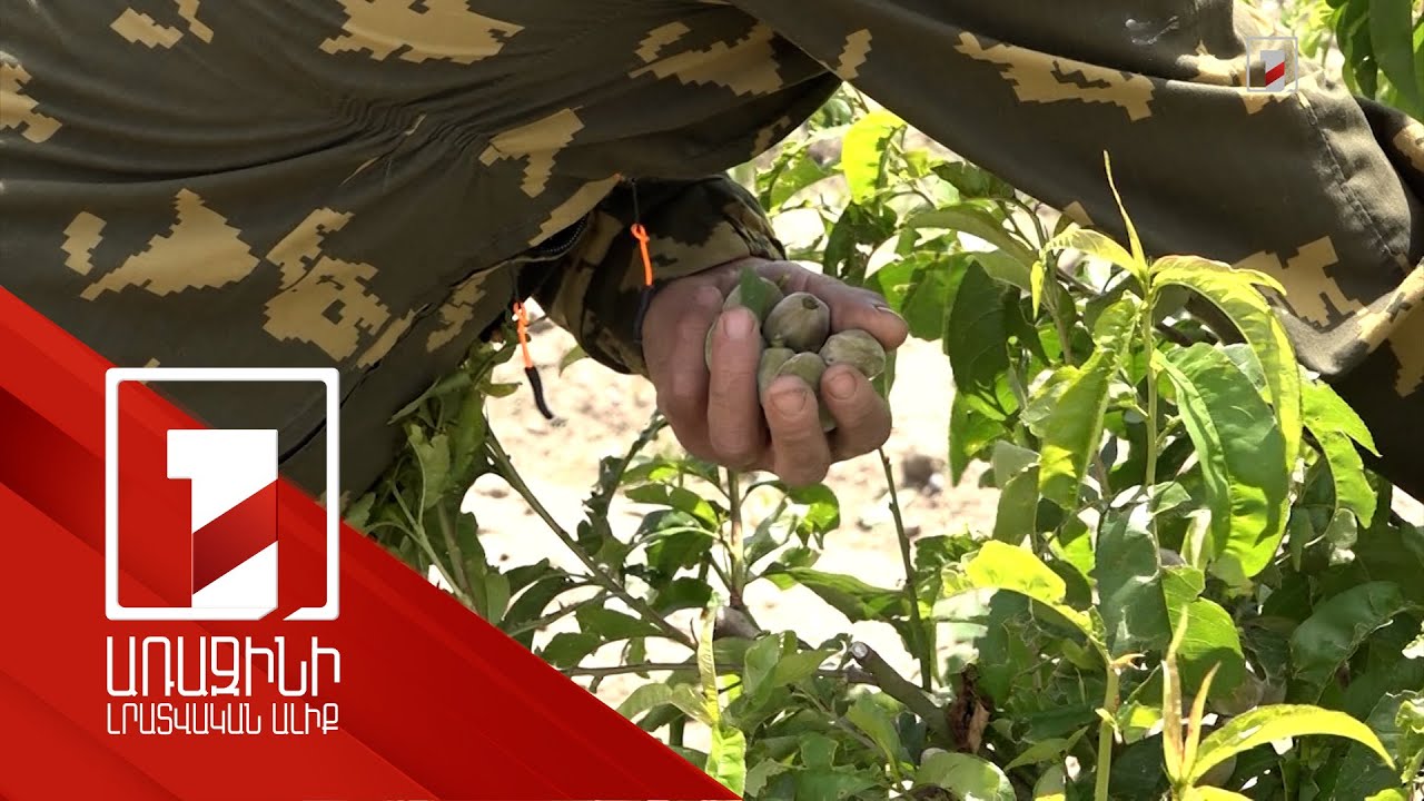 Համայնքապետարանները գնահատում են կարկուտի պատճառած վնասի չափը