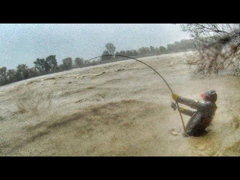 Silure 2.M en Hiver au leurre Rhône  en crue en direct  BIG CAT FISH TO LURE