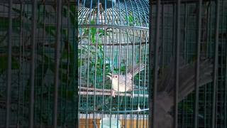 Download lagu Pancingan Cigun Gacor Ngebren #cigunngebren #ciblekgunungngebren @jozzlenoz mp3