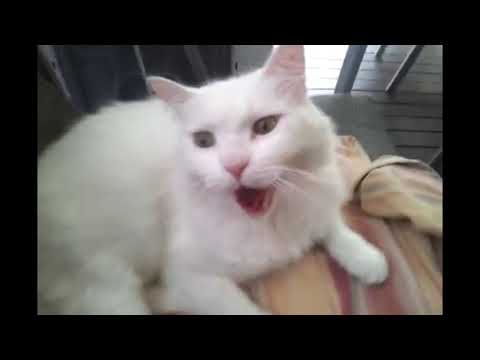 Hilarious Cat Back Scratches