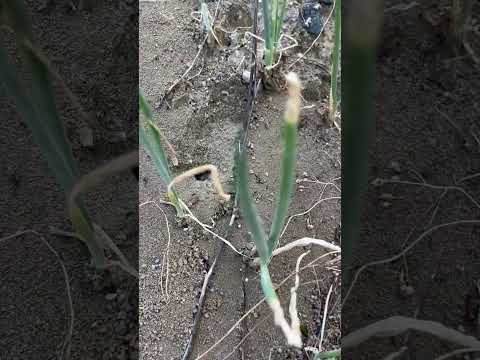 庭に塩をまく：植物にとって有益ですか？  庭園