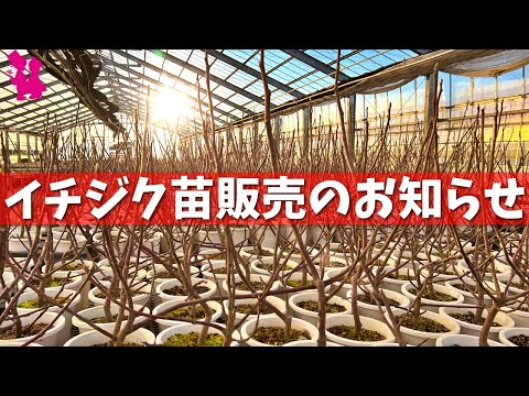 園芸 10種類のイチジクの木