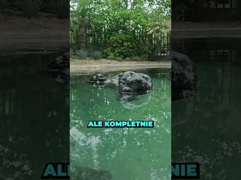 STRASZNA RZECZYWISTOŚĆ POD WODĄ! (@jonathanrios782)