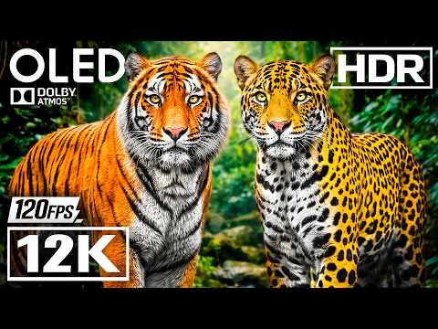 WILD ANIMAL COLLECTION in HDR 12K VIDEO Ultra HD Dolby Vision™ 60fps TV TRUE HDR
