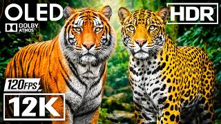 WILD ANIMAL COLLECTION in HDR 12K VIDEO Ultra HD Dolby Vision™ 60fps TV TRUE HDR