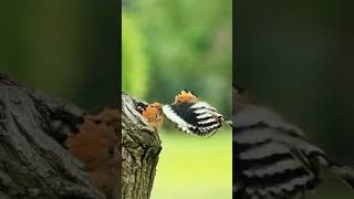 Lindo de mais o Pica-Pau com seus Filhotes #Shorts