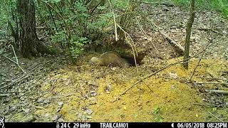 preview picture of video 'Naliboki Forest. Netry. Badger. Settling burrows. Part 1.'