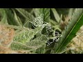 Organigram Company Overview - OGI Stock Corporate Video (2020) Organigram Company Overview - OGI Stock Corporate Video (2020)
