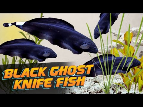 The Beautiful and Mysterious Black Ghost Knife Fish (Apteronotus albifrons)