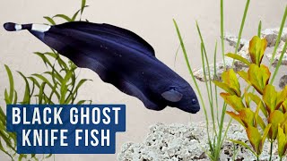 The Beautiful and Mysterious Black Ghost Knife Fish (Apteronotus albifrons)