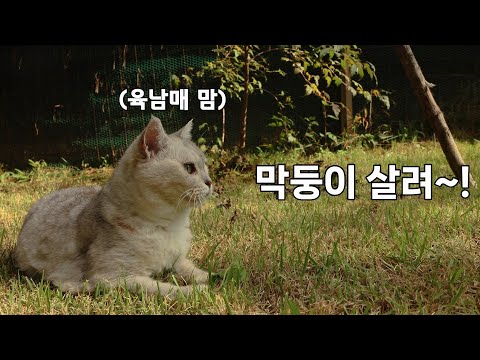 6년 동안 육남매 독립 안 시킨 어미고양이