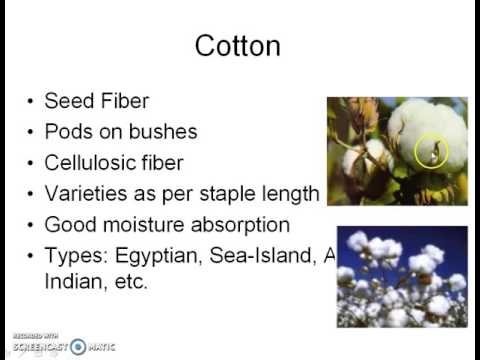 Classification of Textile Fibers (In Progress)