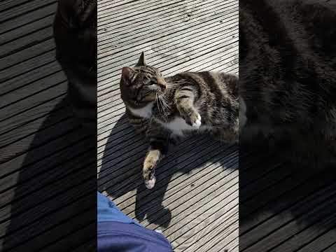 #cat ##alphonso #cats #kitten #cat #meow #cats #funnycats #cats #kitten #alphonso #cat