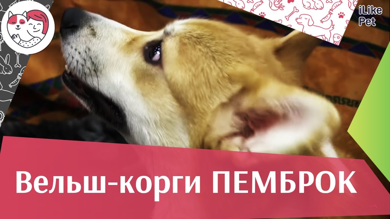 Вельш корги пемброк Уход на ilikepet