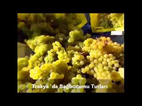 Trakya'da Üzüm Hasadı Bagbozumu Turu