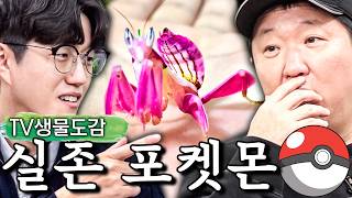 얘네 본 적 있음?😳 블루드래곤🐲 난초사마귀🌺 현실에도 존재하는 포켓몬스터같은 생물들!! (TV생물도감)