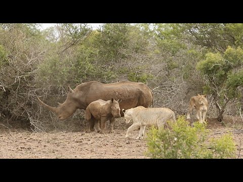Lions hunt rhino calf