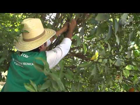 SENAR em Campo: Fruticultura - Como combater a mosca da fruta