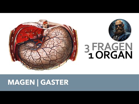 3 Fragen 1 Organ Magen, Gaster | Anatomie Prüfung