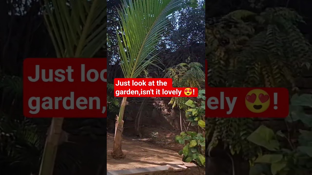 Morning View of Garden  #Shorts #garden #viral shorts