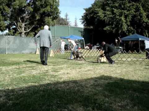 download lagu mp3 mp4 Arba Dog Shows, download lagu Arba Dog Shows gratis, unduh video klip Arba Dog Shows