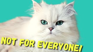 DON'T Get A PERSIAN CAT before watching THIS!