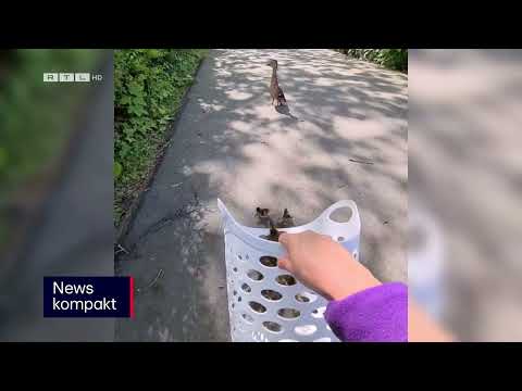 Ente gut, alles gut.