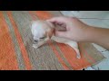 The Angry Teacup Chihuahua