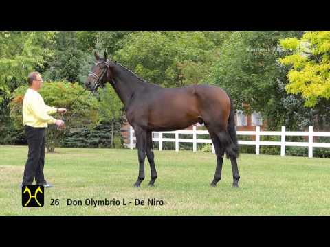Hanoverian Stallion Licensing 2016 No  26 by Don Olymbrio L De Niro