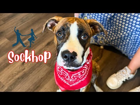 Dog for adoption - Sockhop So So Cute and Silly!, a Boxer &amp; American Staffordshire Terrier Mix ...