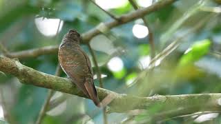 Download lagu Violet cuckoo female mp3 Download lagu Violet cuckoo female mp3