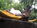 HOW Brids Eat Kurulu Lokaya Use Village