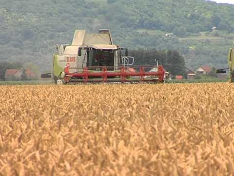 Aflatoksini će uskoro postati stvar prošlosti?