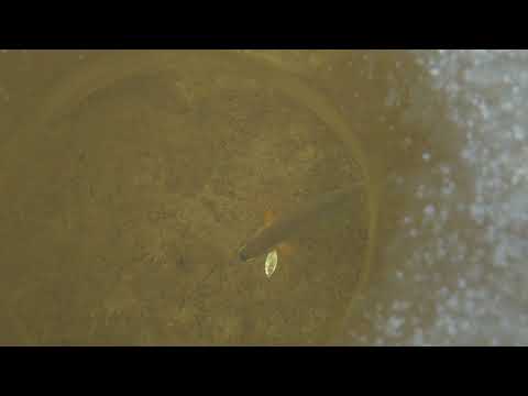 Harjuksen näköpilkintää