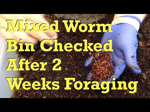 Check-in on "mixed" worm bin after 14 days of foraging - vermicompost