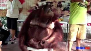 preview picture of video 'Malabon Zoo - Orangutan (Marimar)'