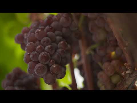 download lagu mp3 mp4 Wein Fr Glhwein, download lagu Wein Fr Glhwein gratis, unduh video klip Wein Fr Glhwein