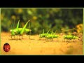 The Grasshopper Who Didn T Know How To Leap Minuscule 15 Compilation