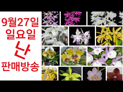 상품 소개 영상