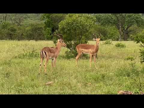 Sabi Sand Private Game Reserve - The local bachelor impala herd.