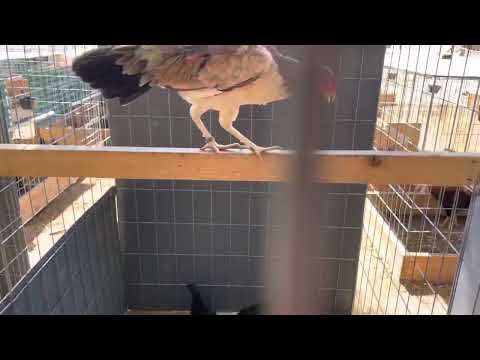 Leiper cock, 20k kelso hen, mel/leiper hen