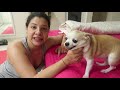 When Innocent Dog Blamed For Naughty Dog Mistake Ss Vlogs