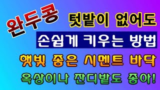 [텃밭농부. 1,352]  텃밭이 없어도 완두콩을 재배 하는 방법. #완두콩재배