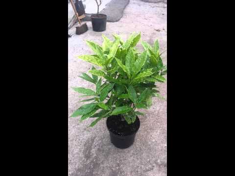 download lagu mp3 mp4 Aucuba Salicifolia, download lagu Aucuba Salicifolia gratis, unduh video klip Aucuba Salicifolia